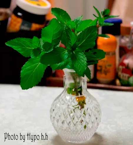 ハーブの彩 ♪第３回　ミントを活用してみよう