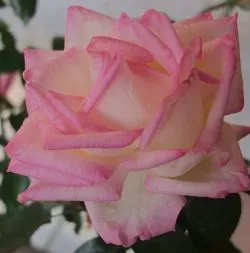 (写真:プリンセス ドゥ モナコ)
