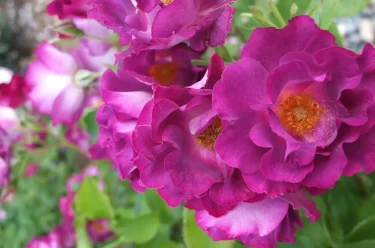 Labyrinth バラの迷宮 pickup22『プリンセス シビル ドゥ ルクセンブルグ  Princess Sybilla de Luxembourg』