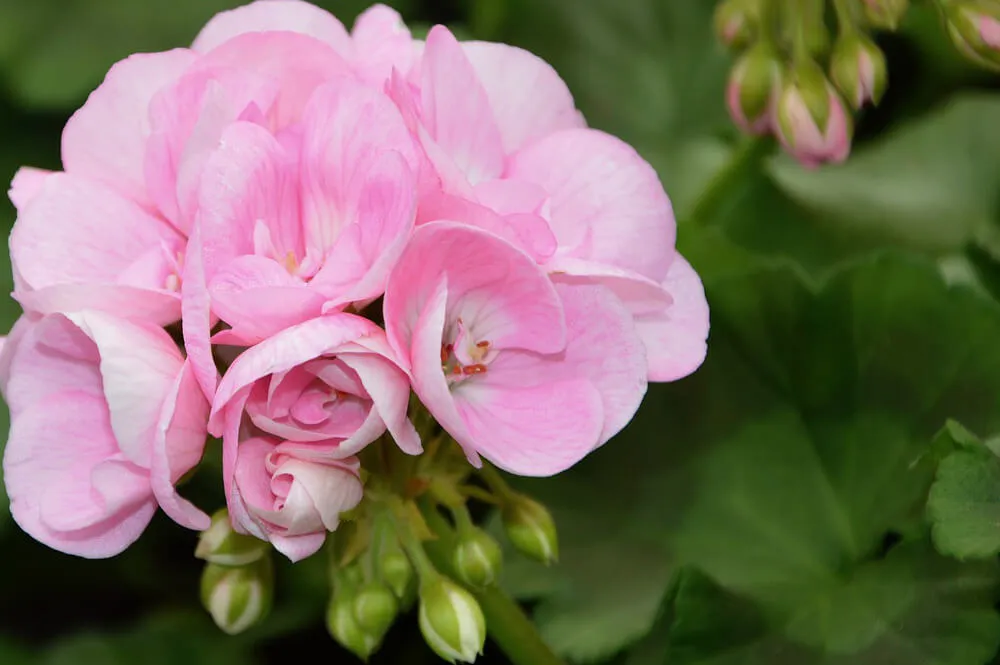 ゼラニウムの育て方】 艶やかな花と香りを楽しむための栽培の