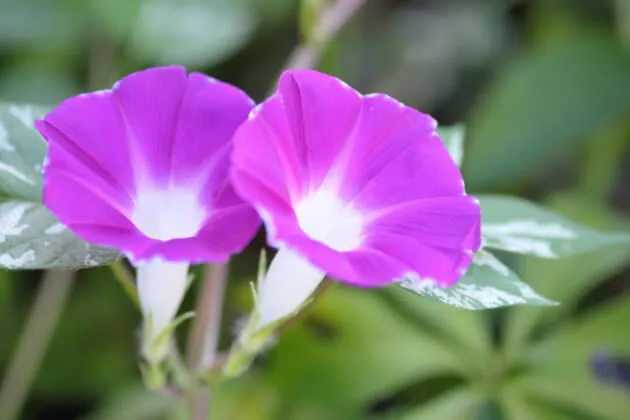 夏の暑さを和らげる涼しげな花の姿 アサガオをお庭で育てよう | 植物と 