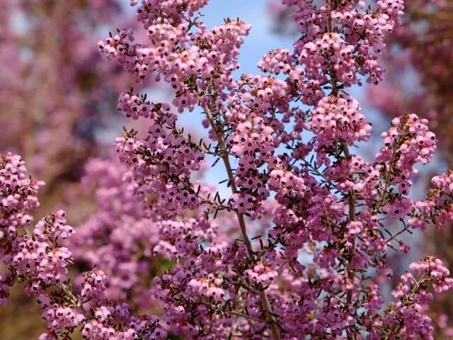 可憐な花がたくさん咲くエリカの木を、ご自宅に植えて育てよう