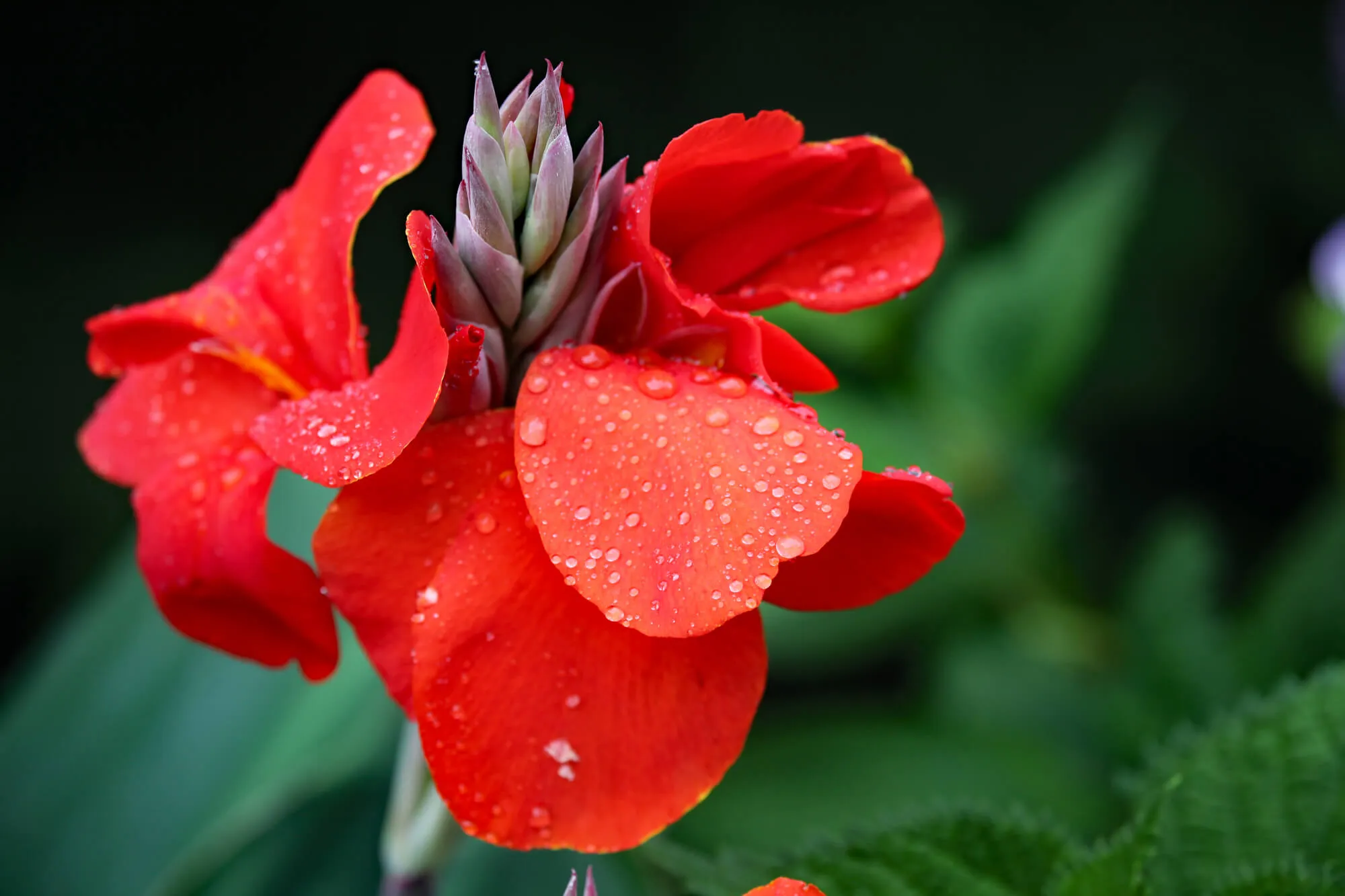 炎天下でもOK！暑いほどよく育つ夏の花、カンナを育ててみよう | 植物  
