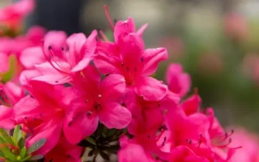 サツキの育て方】 サツキを毎年咲かせたい！満開の花を楽しむための 