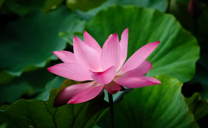 水面に咲く、幻想的な花。スイレンの育て方のポイントは？ | 植物と 