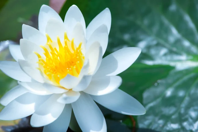水面に咲く、幻想的な花。スイレンの育て方のポイントは？ | 植物と 