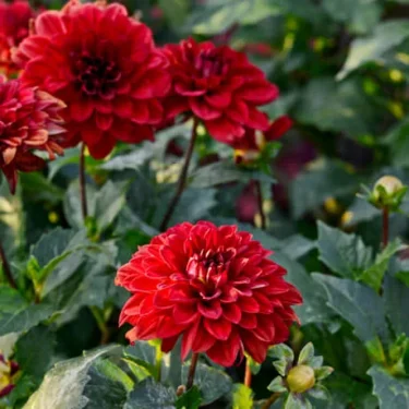 ダリアでお庭をデコラティブ。球根から育てれば簡単！ | 植物とあなた  