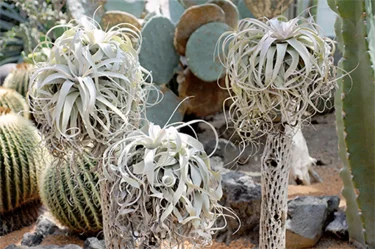 【T1522】 ディグエティ エアプランツ エアープランツ ティランジア チランジア Tillandsia T1773超希少品種！ 大特価！ ディグエティ エアプランツ エアー