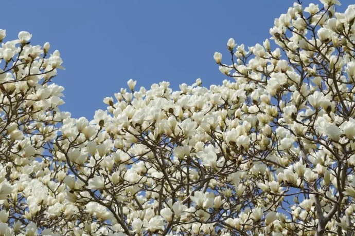 青空に映える春の花ハクモクレン。家庭での育て方は？