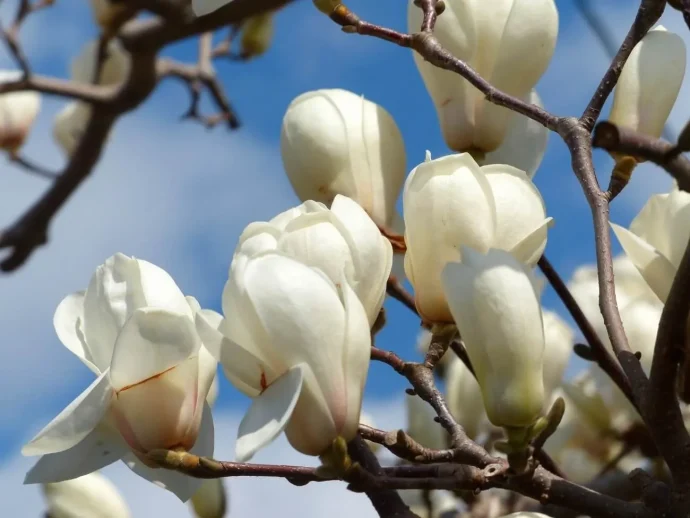 青空に映える春の花ハクモクレン。家庭での育て方は?