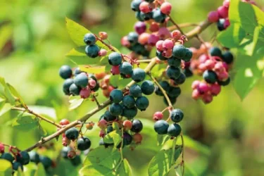 果樹栽培】 初心者にもオススメの果樹！ブルーべリーを育てよう | 植物 