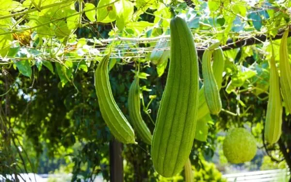 家庭菜園】 ヘチマ栽培のポイントは？基本的な育て方やグリーン 