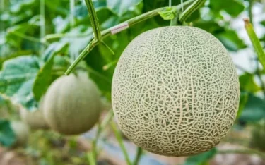 家庭菜園】 高級フルーツの代表格 家庭でメロンを育てよう！ 育て方 