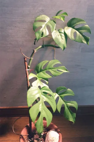 観葉植物】モンステラの育て方｜季節別の水やりや肥料、植えかえ方法や ❤️ モンステラ様❤️