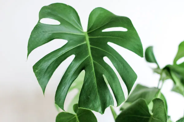 観葉植物】モンステラの育て方｜季節別の水やりや肥料、植え替え方法や 