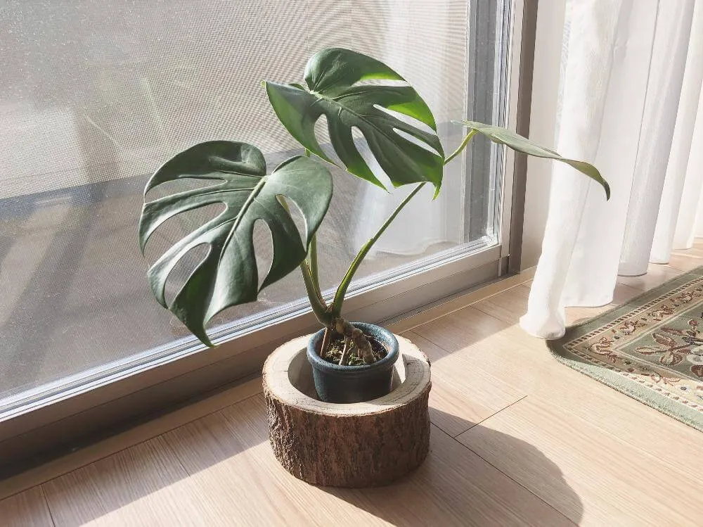 観葉植物】南国っぽくて大人気の観葉植物！モンステラの育て方 | 植物 