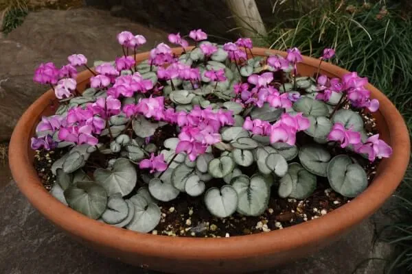 寄せ植え花シクラメン原種