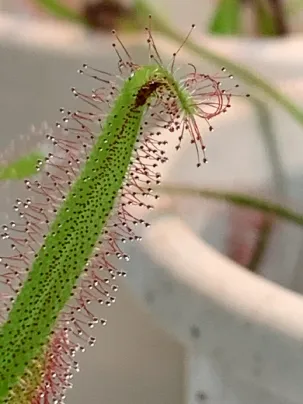 食虫植物の育て方の基礎知識