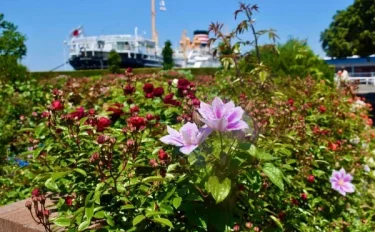 花と緑を楽しみながら　みなと横浜まち歩き