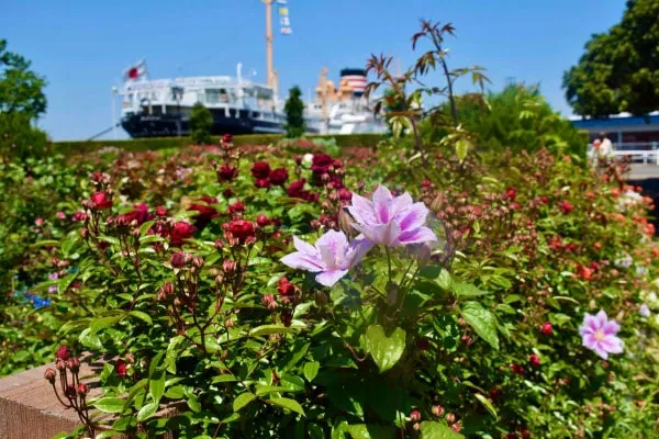 花と緑を楽しみながら　みなと横浜まち歩き