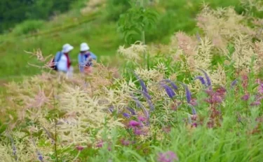 開園20周年 気軽に高山植物を楽しむ、白馬五竜高山植物園