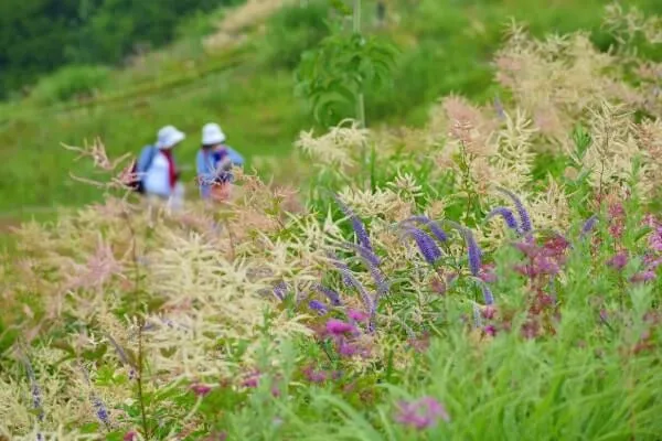 開園20周年 気軽に高山植物を楽しむ、白馬五竜高山植物園