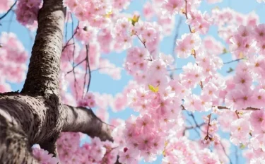 ピンク（桃）の花が咲く育てやすい植物は？春夏秋冬、季節別のおすすめ