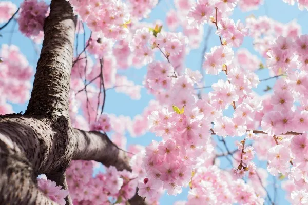 ピンク（桃）の花が咲く育てやすい植物は？春夏秋冬、季節別のおすすめ