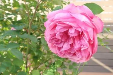 Labyrinth バラの迷宮 pickup129『カレス』