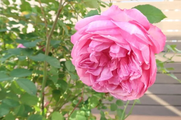 Labyrinth バラの迷宮 pickup129『カレス』