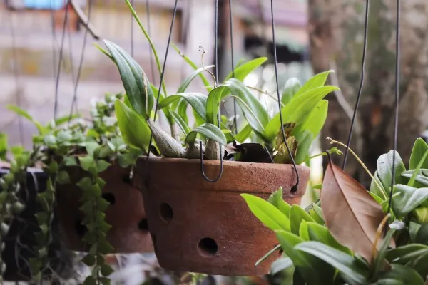 【観葉植物】 観葉植物をインテリアに！おしゃれな飾り方や品種の選び方、おすすめ植物12選