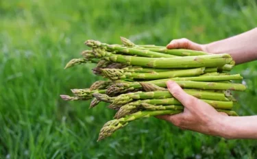 【家庭菜園】【アスパラガスの育て方】失敗しない栽培方法とは