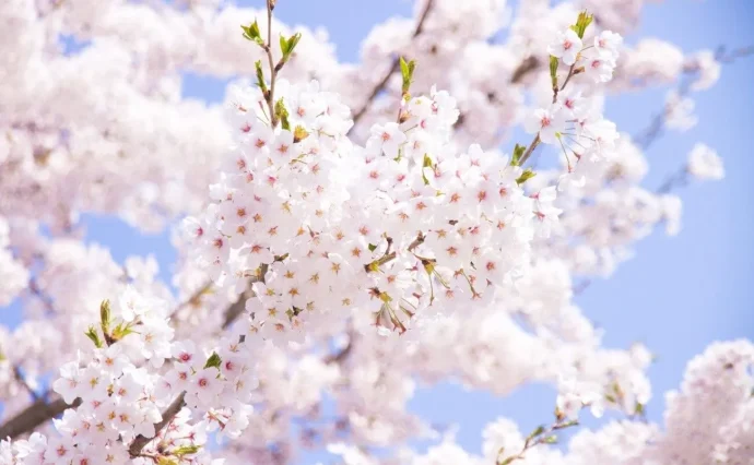 2月中旬から咲く早咲きサクラの寄せ植え盆栽です。 （桜の育て方