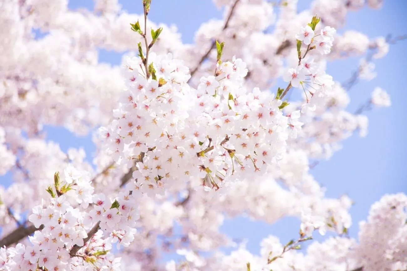 桜の育て方】サクラは自宅でも育てられる！ 育て方のポイントは？