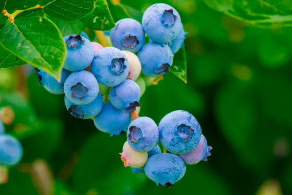 【果樹栽培】ブルーベリー栽培に欠かせない肥料について｜施肥の時期や注意点、お手入れ方法