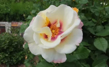 Labyrinth バラの迷宮 pickup127『フレグランス ペルシカ』