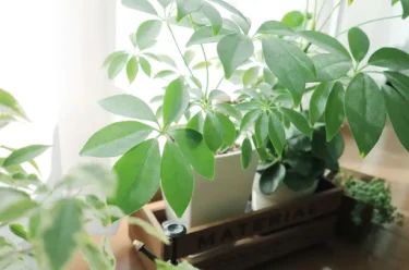 観葉植物、インテリアグリーンにおすすめ品種18選｜初心者向けの種類や  