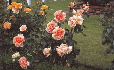バラをもっと深く知る⑰ いまのバラのスタイル HTスタイルのバラをほかの植物と混植