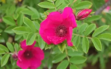 Labyrinth バラの迷宮 pickup87『シビュラ』