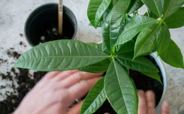 【パキラの育て方】植え替えのコツを紹介します