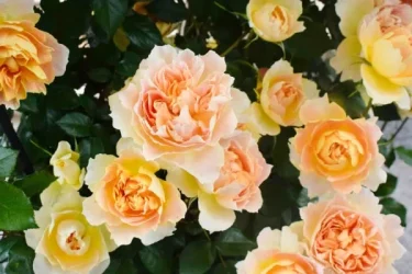 バラのまち横浜で出会った花のトレンド | 植物とあなたをつなぐPlantia