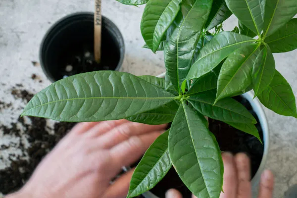 【パキラの育て方】植え替えのコツを紹介します