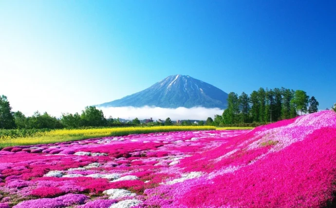 芝桜（シバザクラ）の育て方】おすすめ品種やお手入れのコツ、増やし方