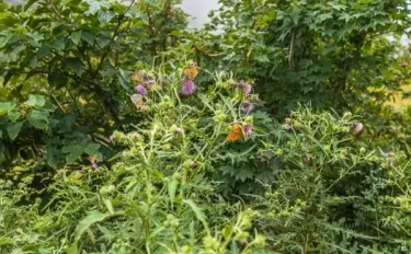 佐渡島からのたより　夏から秋の野草ぐらし