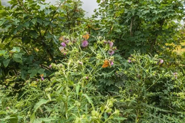 佐渡島からのたより　夏から秋の野草ぐらし