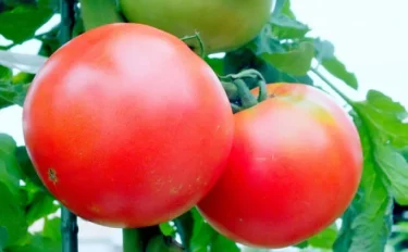 家庭菜園がはじめてでも安心！トマトの育て方