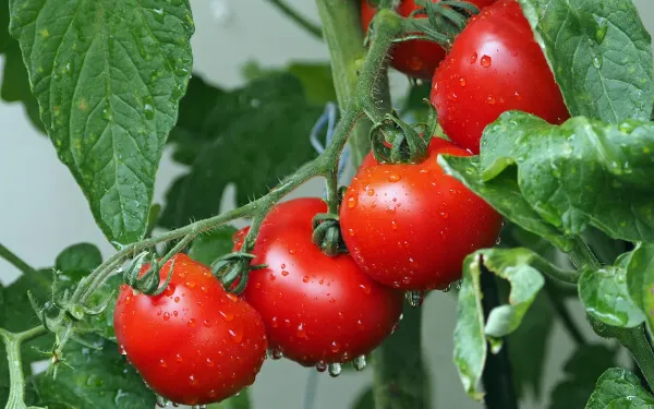 【家庭菜園】 トマトの育て方・トマトをご家庭で育てるときのさまざまなポイント