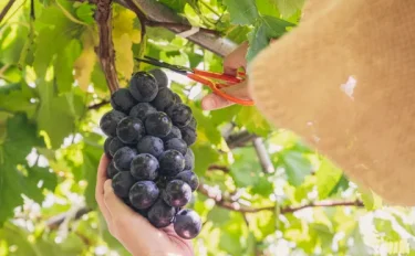 【ぶどうの育て方】甘い実を育てるコツと肥料の使い方