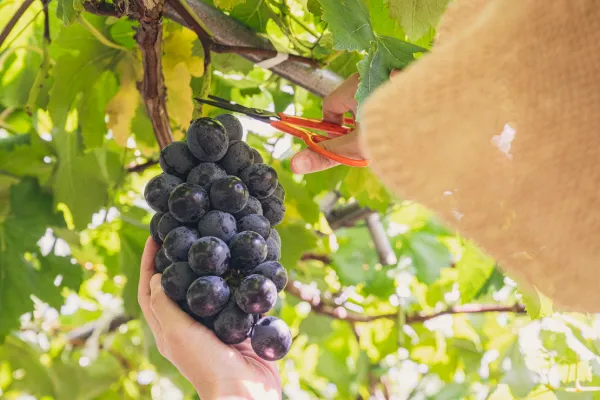 【ぶどうの育て方】甘い実を育てるコツと肥料の使い方