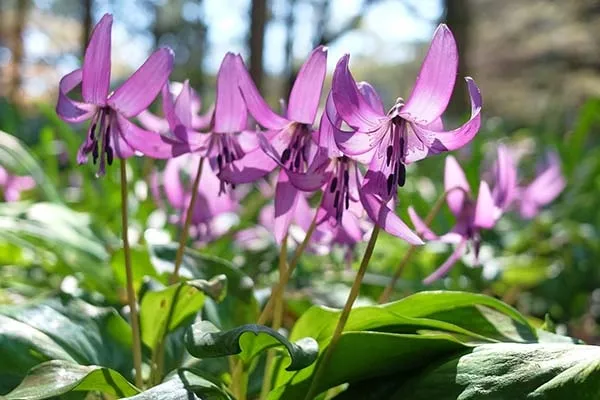 【カタクリの育て方】｜花の特徴やお手入れのコツ、増やし方は？